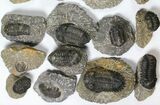 Lot: Assorted Devonian Trilobites - Pieces #119815-2